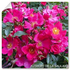 Roseira 'Pink Panoramic'